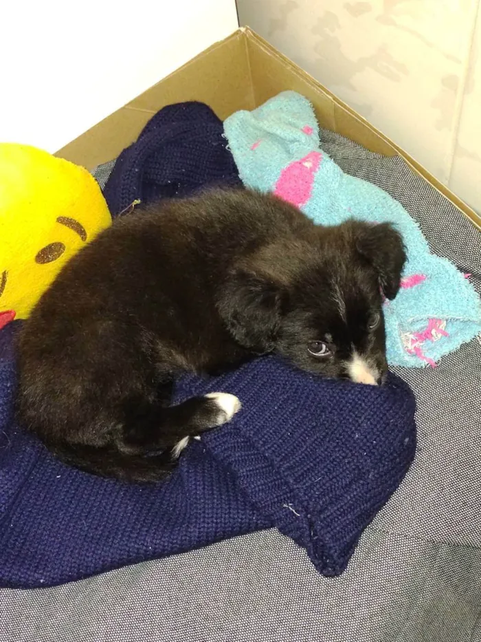 Cachorro ra a SRD idade 2 a 6 meses nome Maya