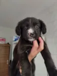 Maya
