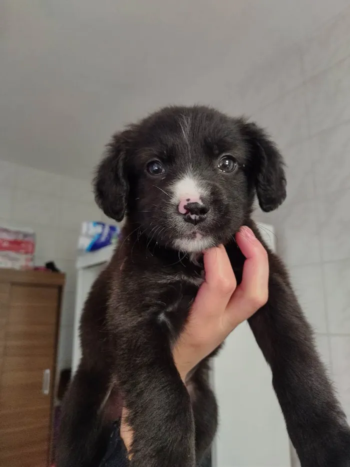 Cachorro ra a SRD idade 2 a 6 meses nome Maya