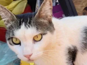 Gato raça Mestiço  idade 2 anos nome Bolinha 