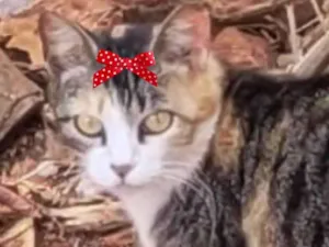 Gato raça Mestica  idade 3 anos nome Tina 