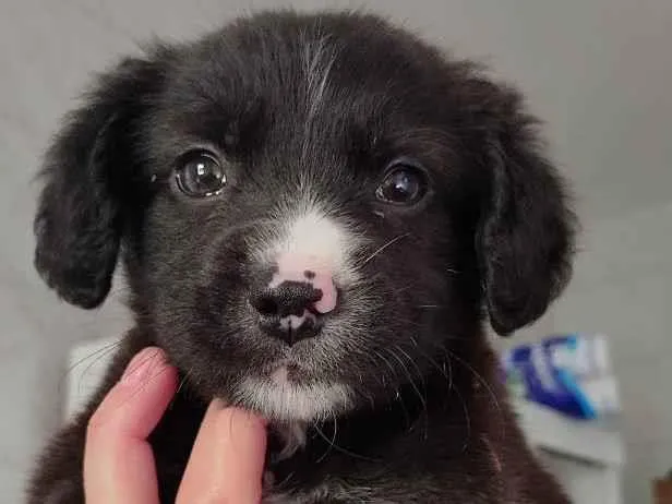 Cachorro ra a SRD idade 2 a 6 meses nome Maya