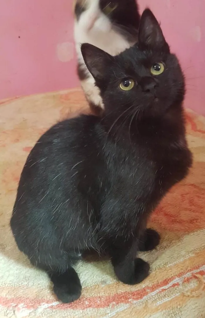 Gato raça Srd idade 2 a 6 meses nome Agata