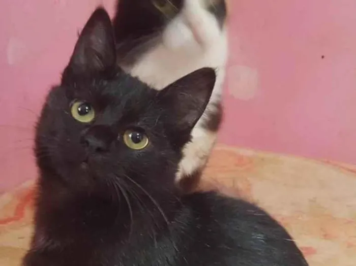 Gato raça Srd idade 2 a 6 meses nome Agata