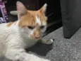 Gato raça Srd idade 1 ano nome Fofinho