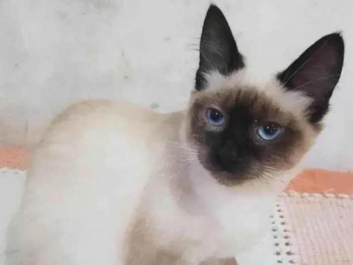 Gato raça Srd idade 2 a 6 meses nome Cora