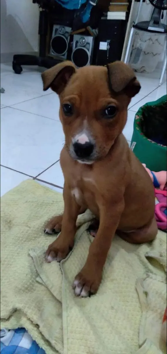Cachorro ra a Srd idade Abaixo de 2 meses nome Freddie