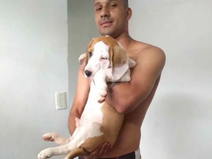 Cachorro ra a Srd com Pitbull  idade 1 ano nome Simba