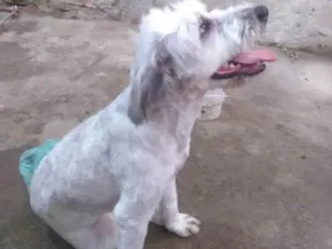 Cachorro raça Srd idade 1 ano nome Estrela