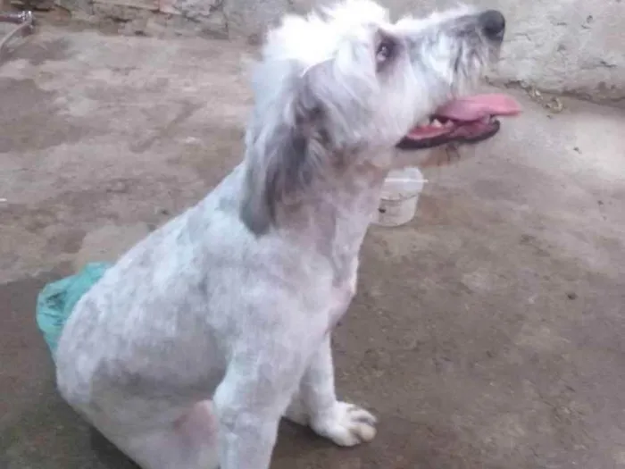 Cachorro ra a Srd idade 1 ano nome Estrela