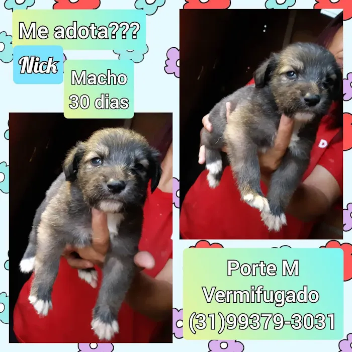 Cachorro raça SRD idade Abaixo de 2 meses nome Nick 