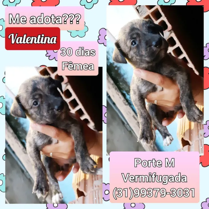 Cachorro raça SRD idade Abaixo de 2 meses nome Valentina
