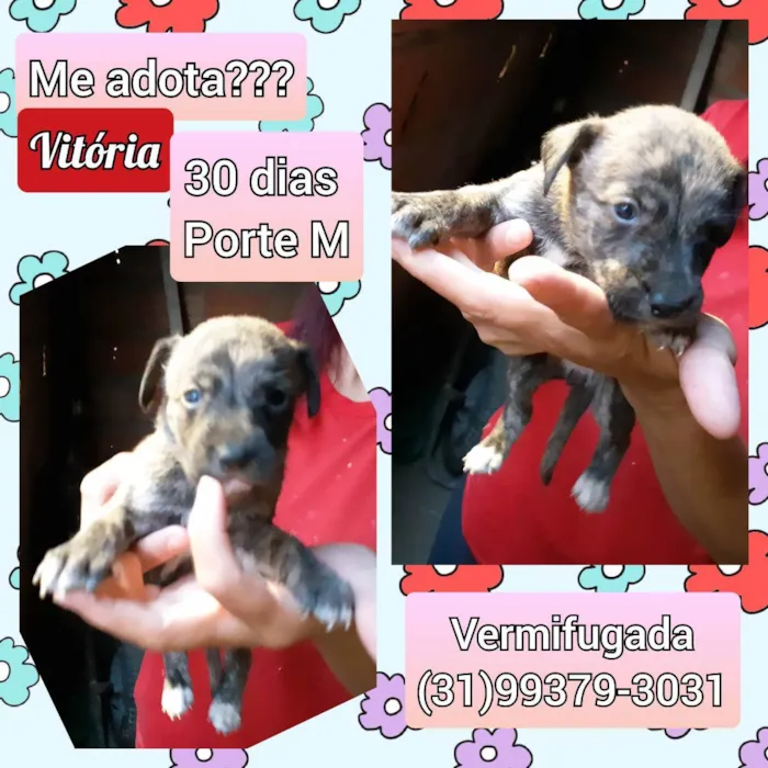 Cachorro raça SRD idade Abaixo de 2 meses nome Vitória 
