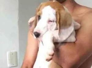 Cachorro raça Srd com Pitbull  idade 1 ano nome Simba