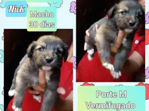 Cachorro raça SRD idade Abaixo de 2 meses nome Nick 