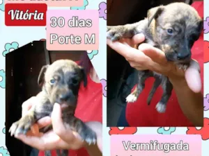 Cachorro raça SRD idade Abaixo de 2 meses nome Vitória 