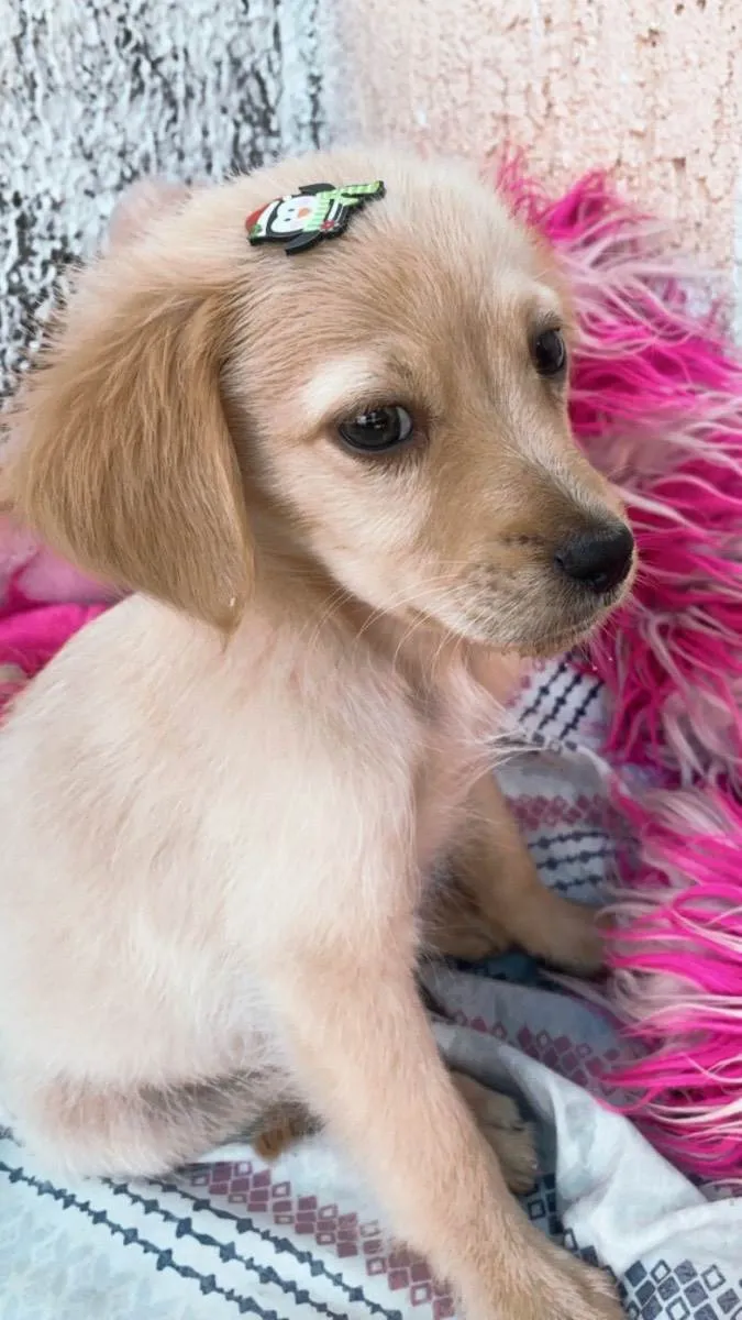 Cachorro ra a Sem raça definida  idade 2 a 6 meses nome Adoção responsável 