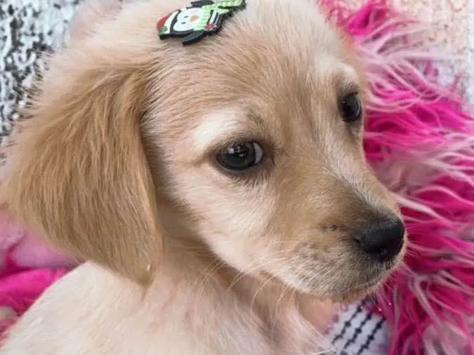 Cachorro ra a Sem raça definida  idade 2 a 6 meses nome Adoção responsável 