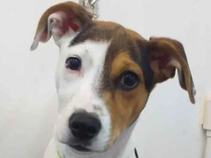 Cachorro ra a Tricolor idade 2 a 6 meses nome Milo