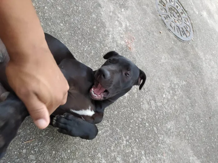 Cachorro ra a Pitbull idade 7 a 11 meses nome Black