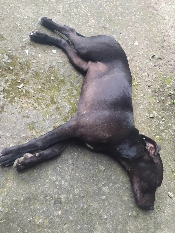 Cachorro ra a Pitbull idade 7 a 11 meses nome Black