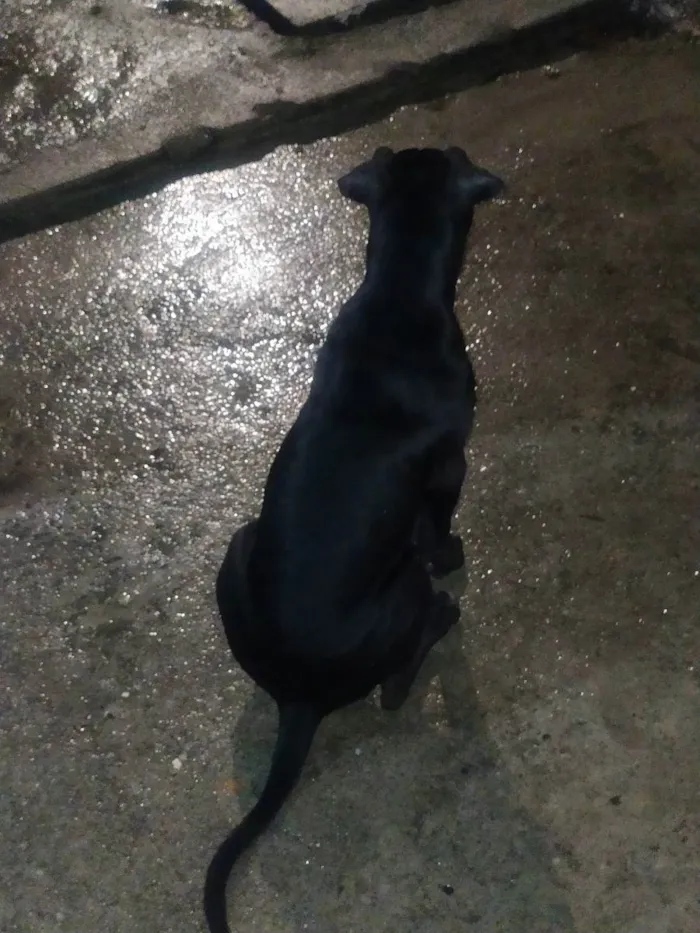 Cachorro ra a Pitbull idade 7 a 11 meses nome Black