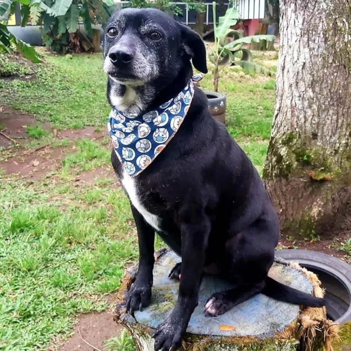 Cachorro raça SRD idade 6 ou mais anos nome PRETO