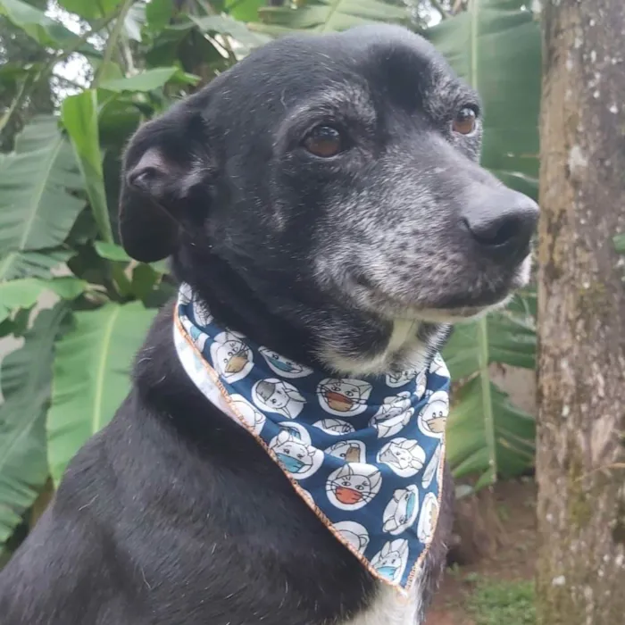 Cachorro raça SRD idade 6 ou mais anos nome PRETO