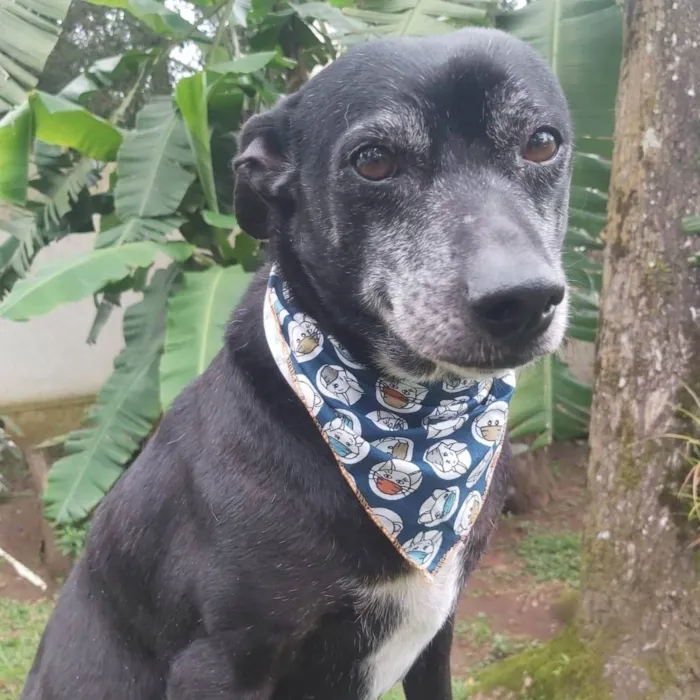 Cachorro raça SRD idade 6 ou mais anos nome PRETO