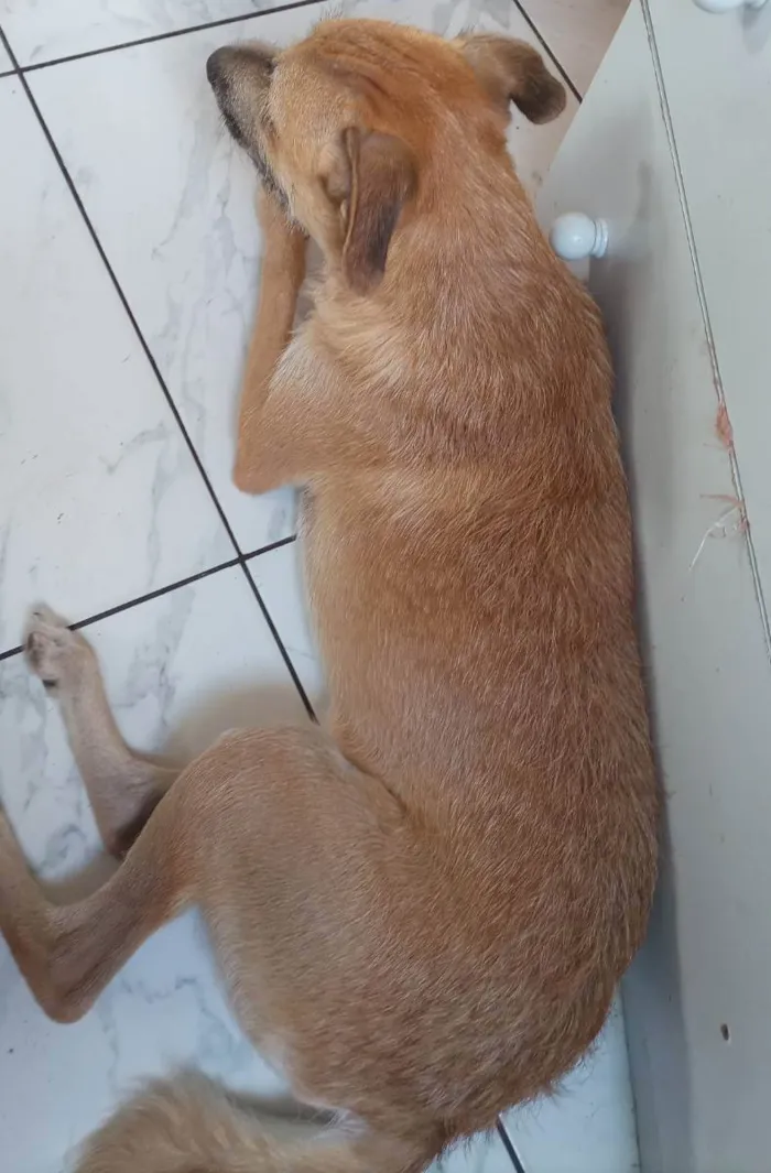 Cachorro ra a Sem raça definida  idade 1 ano nome Bob