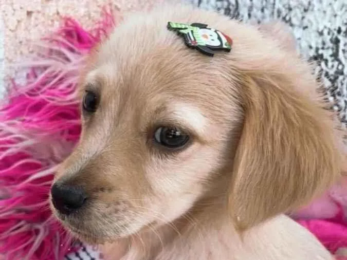 Cachorro ra a Sem raça definida  idade 2 a 6 meses nome Adoção responsável 