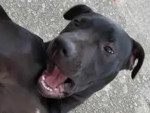 Cachorro raça Pitbull idade 7 a 11 meses nome Black