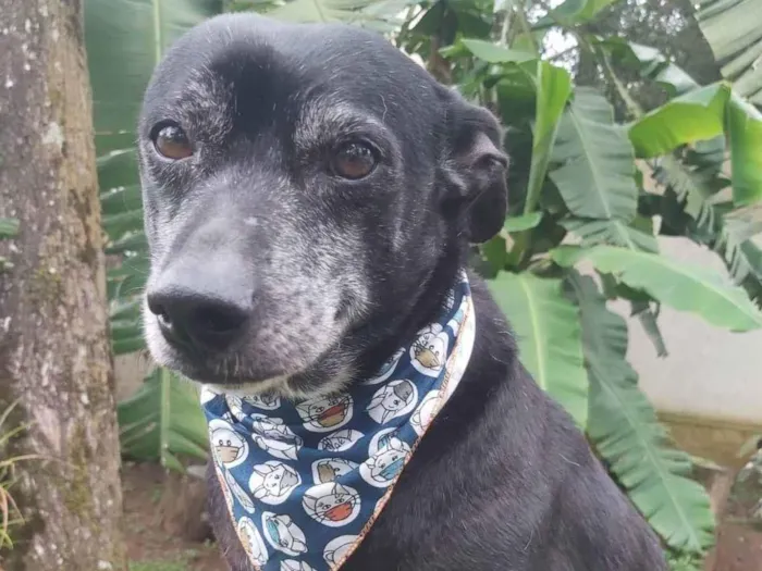 Cachorro raça SRD idade 6 ou mais anos nome PRETO