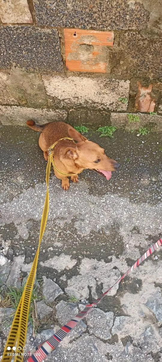 Cachorro ra a Pinscher  idade 2 anos nome Thor 