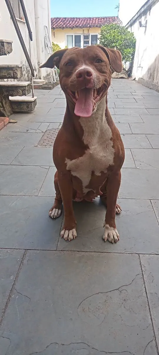 Cachorro ra a Pitbull idade 4 anos nome Sky