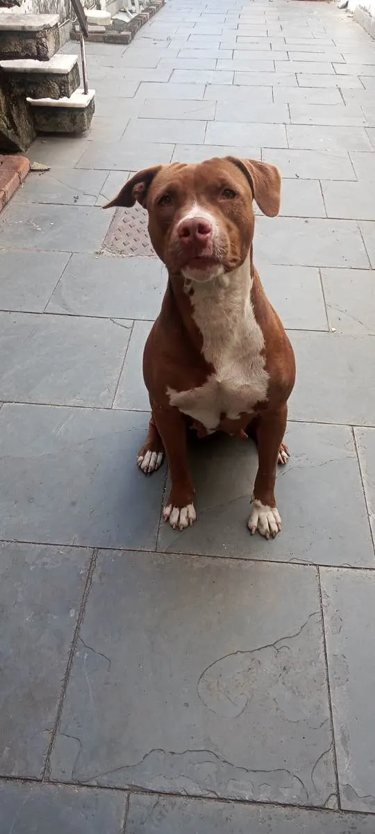 Cachorro ra a Pitbull idade 4 anos nome Sky