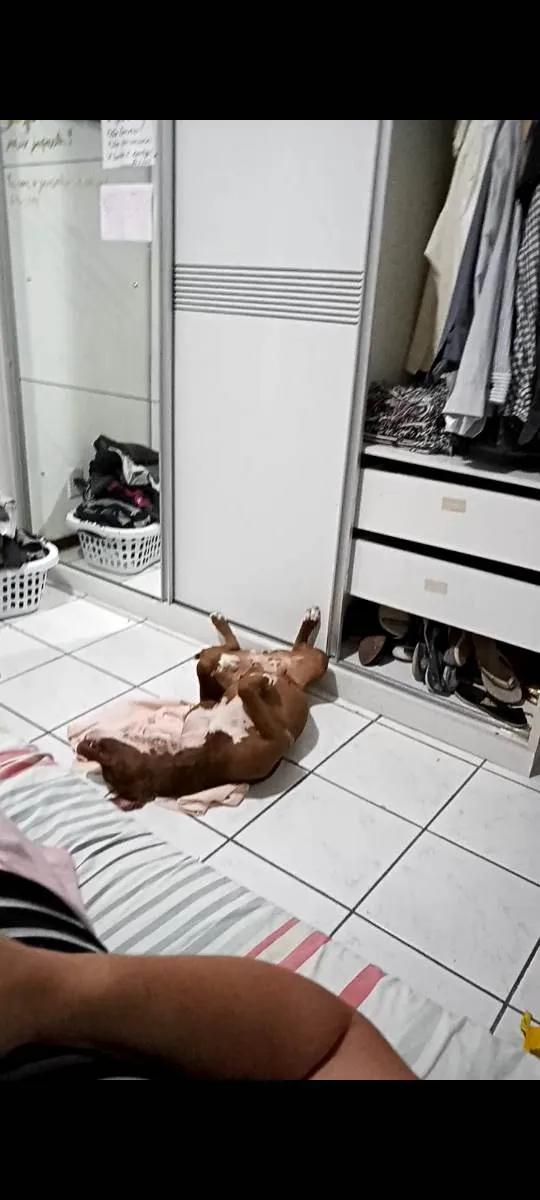 Cachorro ra a Pitbull idade 4 anos nome Sky