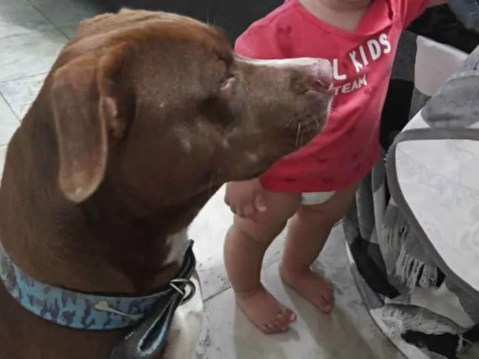 Cachorro ra a Pitbull idade 4 anos nome Sky
