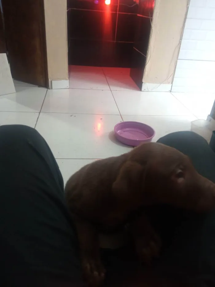 Cachorro ra a Viralata idade Abaixo de 2 meses nome Sem nome ainda