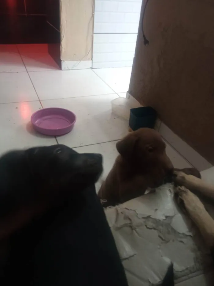 Cachorro ra a Viralata idade Abaixo de 2 meses nome Sem nome ainda