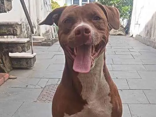Cachorro ra a Pitbull idade 4 anos nome Sky