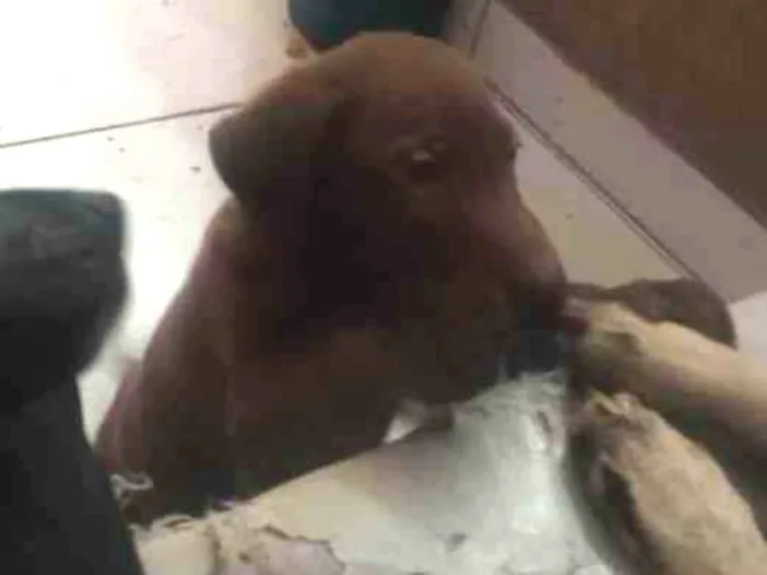 Cachorro ra a Viralata idade Abaixo de 2 meses nome Sem nome ainda