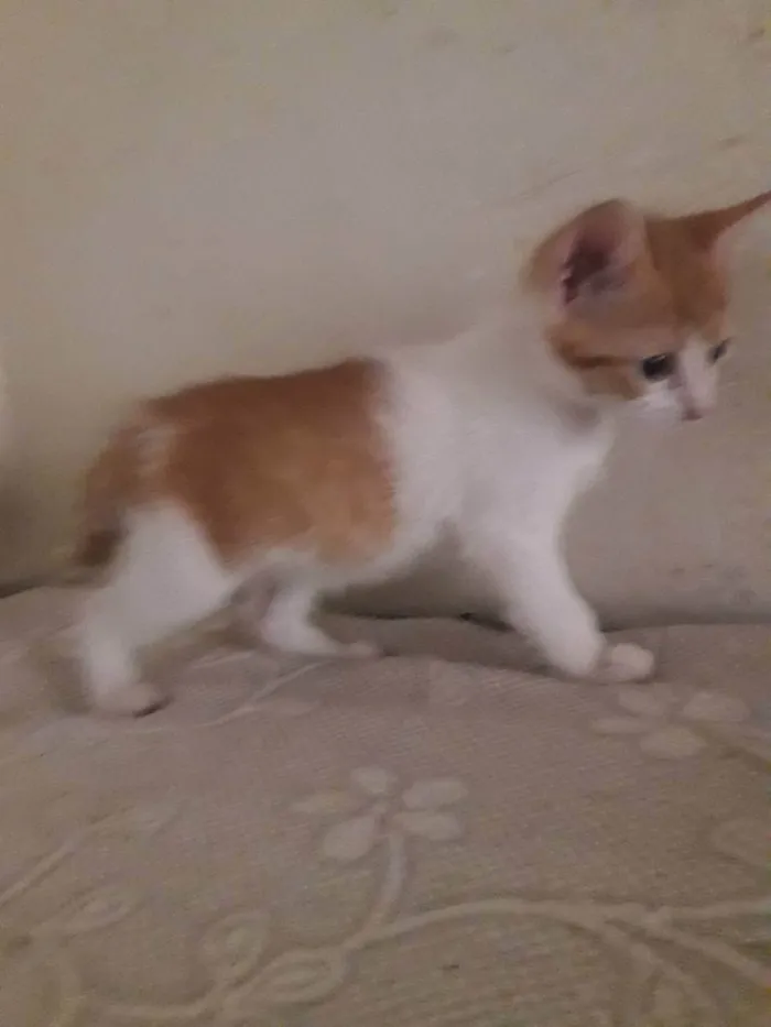 Gato raça Srd idade 2 a 6 meses nome Gigi