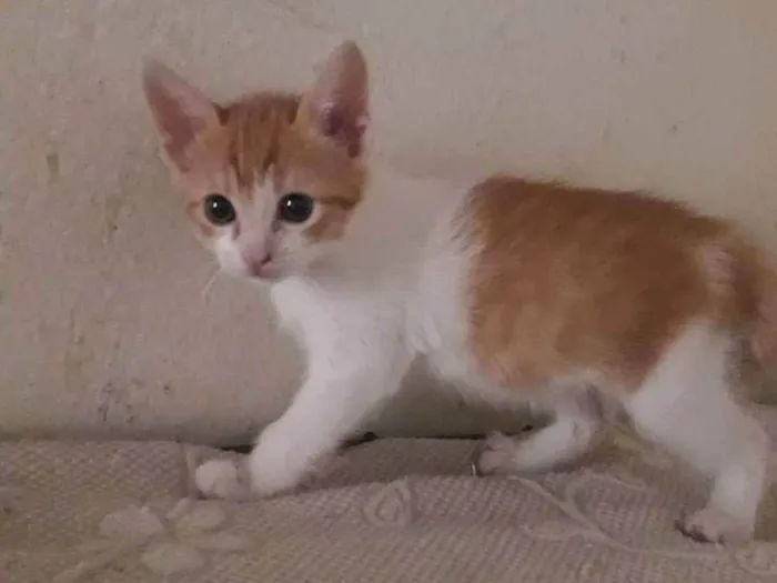 Gato raça Srd idade 2 a 6 meses nome Gigi