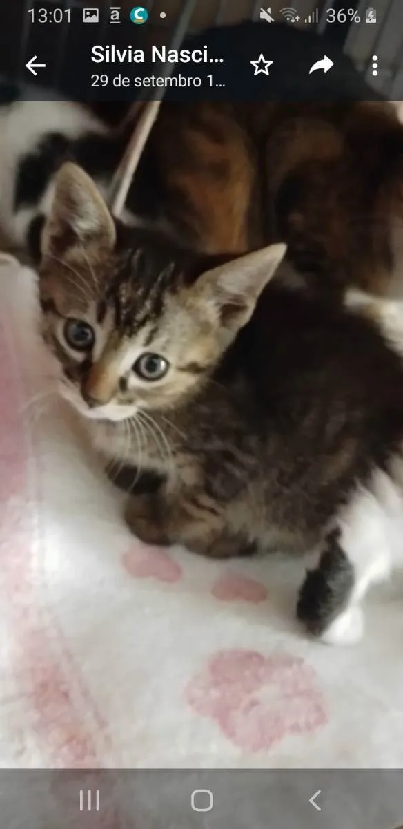 Gato raça Srd idade 2 a 6 meses nome Lira