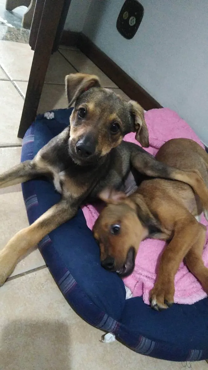 Cachorro ra a SRD idade 2 a 6 meses nome Paçoca e Rapadura