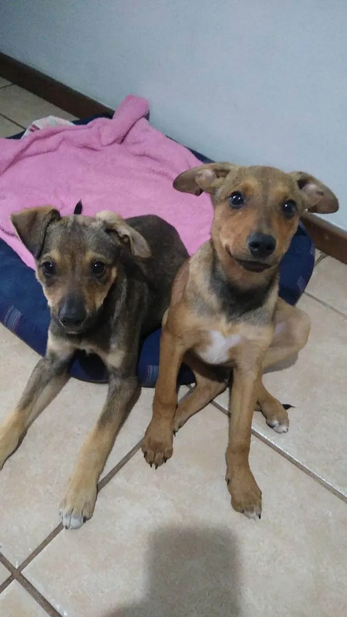 Cachorro ra a SRD idade 2 a 6 meses nome Paçoca e Rapadura