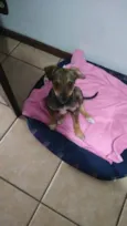 Paçoca e Rapadura
