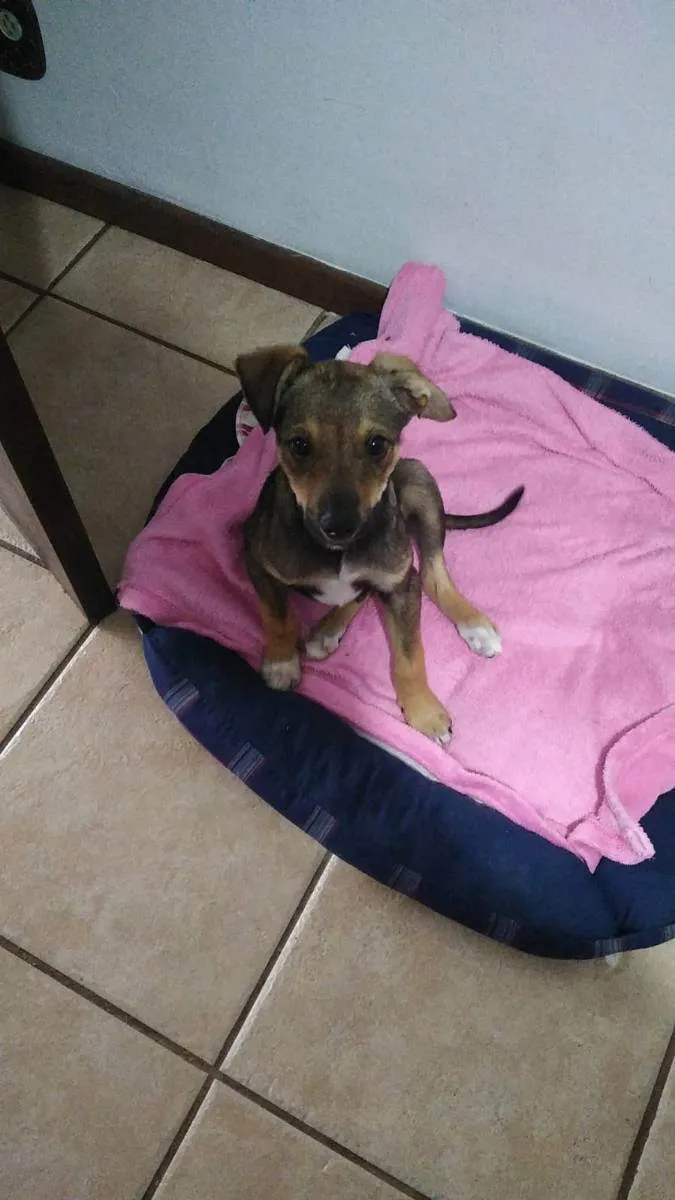 Cachorro ra a SRD idade 2 a 6 meses nome Paçoca e Rapadura