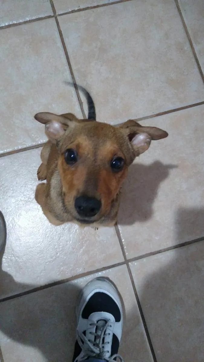 Cachorro ra a SRD idade 2 a 6 meses nome Paçoca e Rapadura